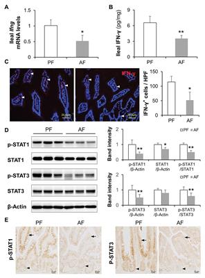 Essential Role of IFN-γ in Regulating Gut Antimicrobial Peptides and Microbiota to Protect Against Alcohol-Induced Bacterial Translocation and Hepatic Inflammation in Mice